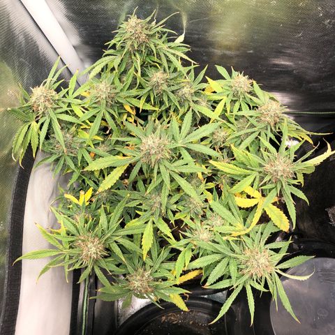 Northern Lights Auto (Seedsman) growlog timeline photo