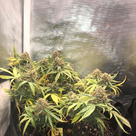 Northern Lights Auto (Seedsman) growlog timeline photo