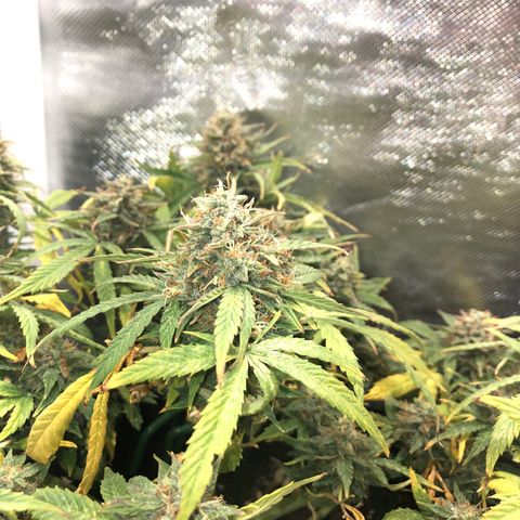 Northern Lights Auto (Seedsman) growlog timeline photo