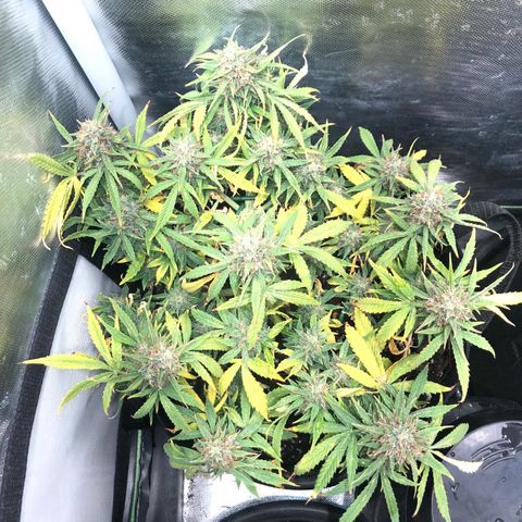 Northern Lights Auto (Seedsman) growlog timeline photo