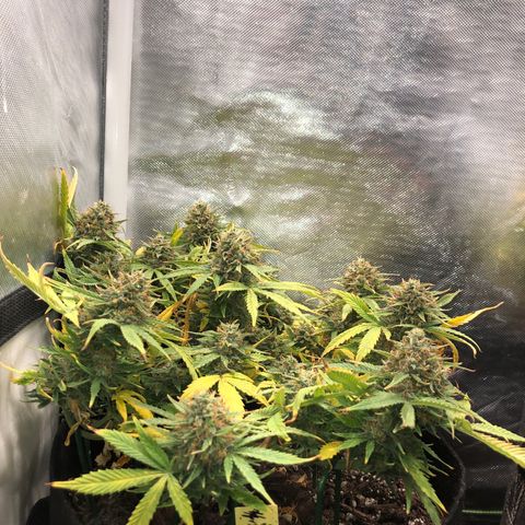 Northern Lights Auto (Seedsman) growlog timeline photo