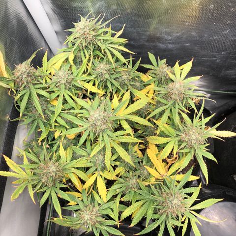 Northern Lights Auto (Seedsman) growlog timeline photo