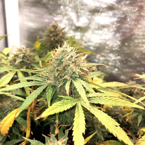 Northern Lights Auto (Seedsman) growlog timeline photo