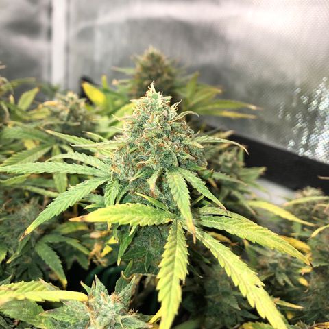 Northern Lights Auto (Seedsman) growlog timeline photo