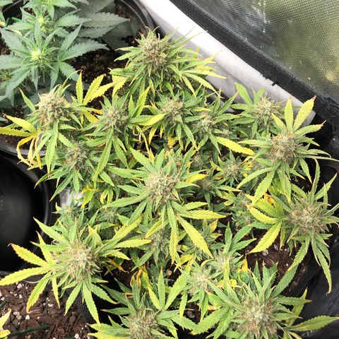 Northern Lights Auto (Seedsman) growlog timeline photo