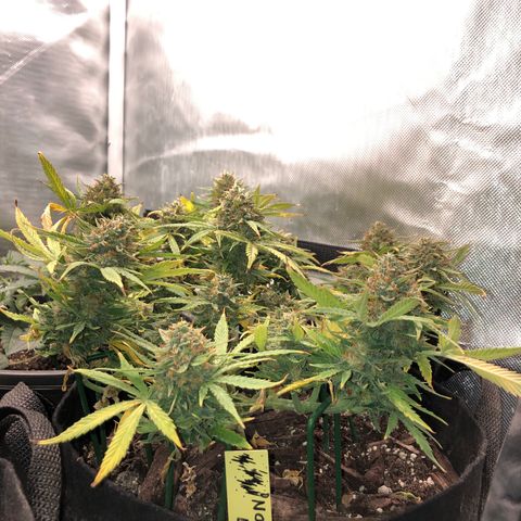 Northern Lights Auto (Seedsman) growlog timeline photo