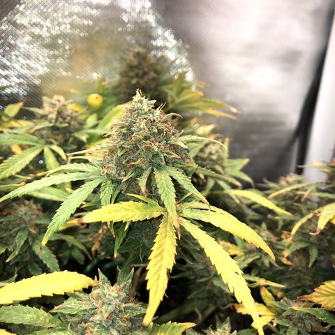 Northern Lights Auto (Seedsman) growlog timeline photo