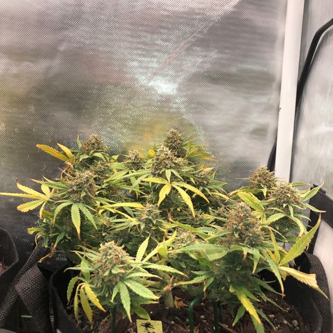 Northern Lights Auto (Seedsman) growlog timeline photo