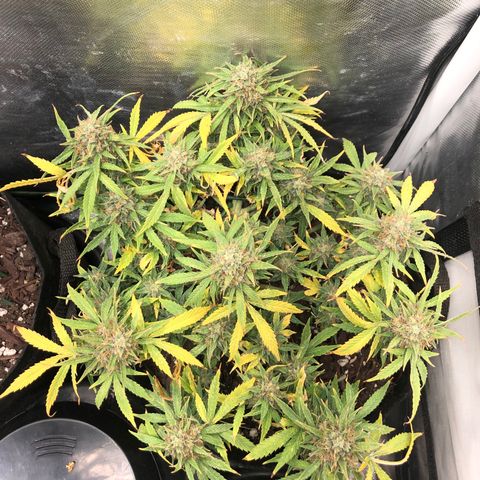 Northern Lights Auto (Seedsman) growlog timeline photo