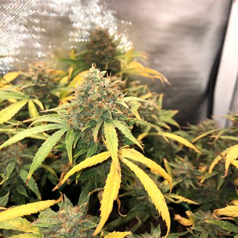 Northern Lights Auto (Seedsman) growlog timeline photo