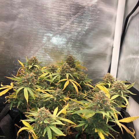 Northern Lights Auto (Seedsman) growlog timeline photo