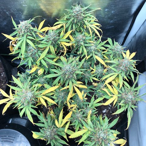 Northern Lights Auto (Seedsman) growlog timeline photo