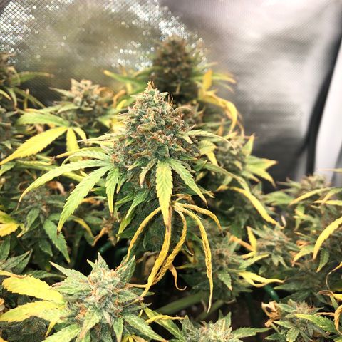 Northern Lights Auto (Seedsman) growlog timeline photo