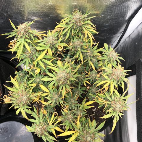 Northern Lights Auto (Seedsman) growlog timeline photo