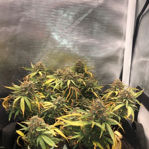 Northern Lights Auto (Seedsman) growlog timeline photo
