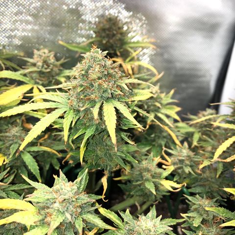 Northern Lights Auto (Seedsman) growlog timeline photo