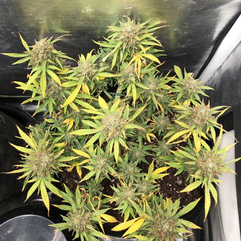 Northern Lights Auto (Seedsman) growlog timeline photo