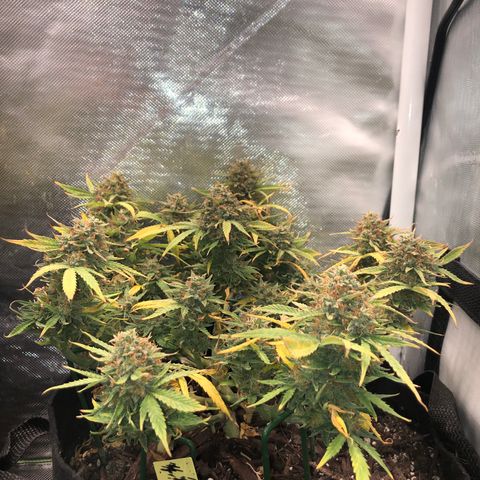 Northern Lights Auto (Seedsman) growlog timeline photo