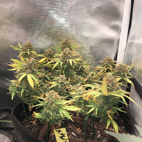 Northern Lights Auto (Seedsman) growlog timeline photo