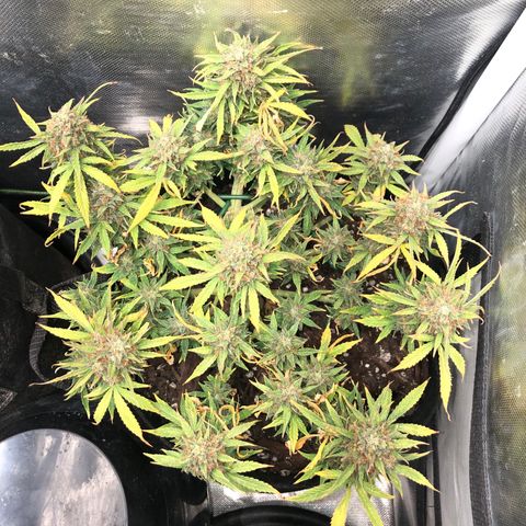 Northern Lights Auto (Seedsman) growlog timeline photo