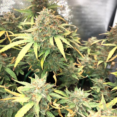 Northern Lights Auto (Seedsman) growlog timeline photo