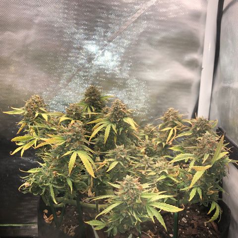 Northern Lights Auto (Seedsman) growlog timeline photo