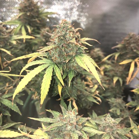 Northern Lights Auto (Seedsman) growlog timeline photo