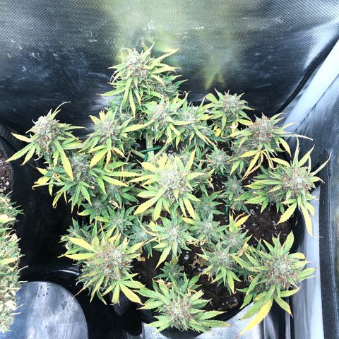 Northern Lights Auto (Seedsman) growlog timeline photo