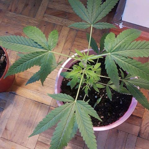 Genética desconocida growlog photo: A 4 días de luna nueva y transplante
