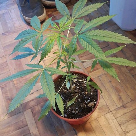 Genética desconocida growlog photo: A 4 días de luna nueva y transplante