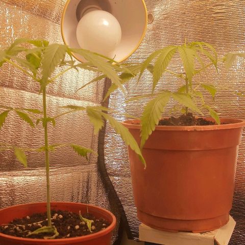 Genética desconocida growlog timeline photo