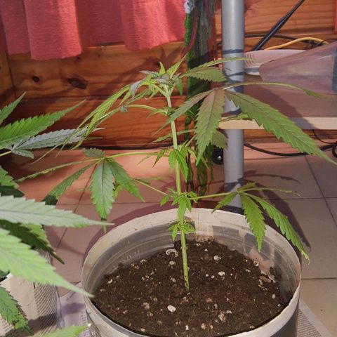 Genética desconocida growlog photo: Transplante a maceta de 10lts. Su maceta hasta el final. Regalado con fortifox vege y enraizante 
