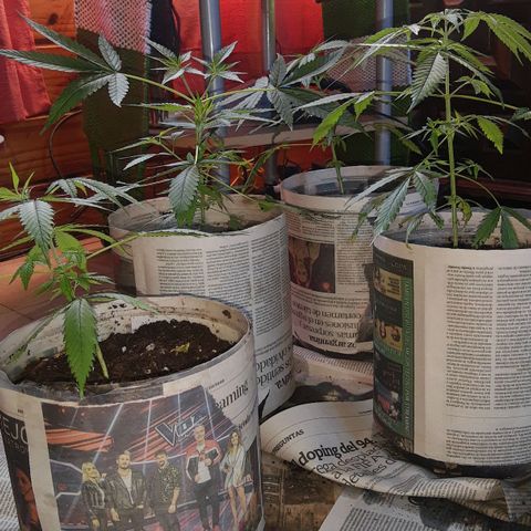 Genética desconocida growlog photo: Transplante a maceta de 10lts. Su maceta hasta el final. Regalado con fortifox vege y enraizante 