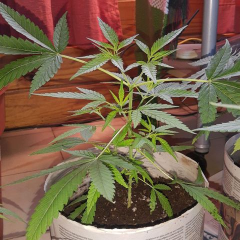 Genética desconocida growlog photo: Transplante a maceta de 10lts. Su maceta hasta el final. Regalado con fortifox vege y enraizante 