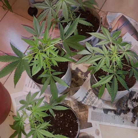 Genética desconocida growlog timeline photo