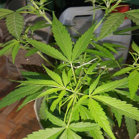 Genética desconocida growlog timeline photo