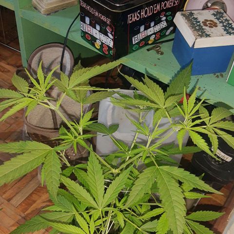 Genética desconocida growlog timeline photo
