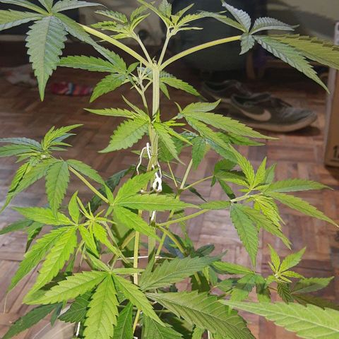Genética desconocida growlog timeline photo