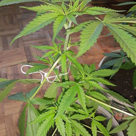 Genética desconocida growlog timeline photo