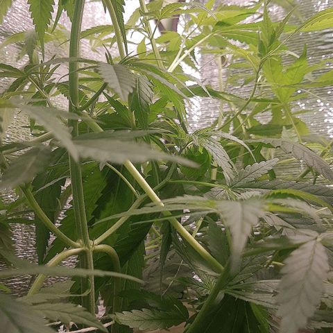 Genética desconocida growlog photo: Cambie horario de luz 12/13