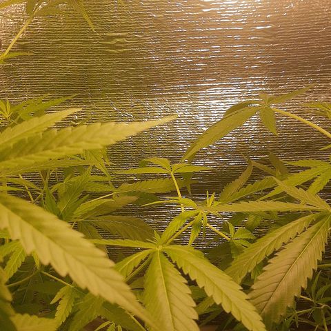 Genética desconocida growlog photo: Cambie horario de luz 12/13