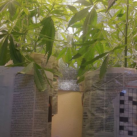 Genética desconocida growlog photo: Cambie horario de luz 12/13