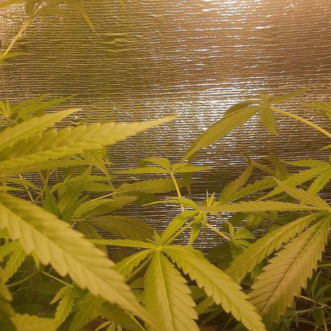 Genética desconocida growlog timeline photo