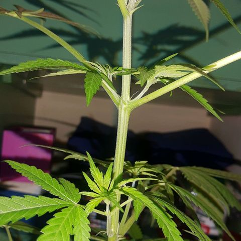 Genética desconocida growlog timeline photo