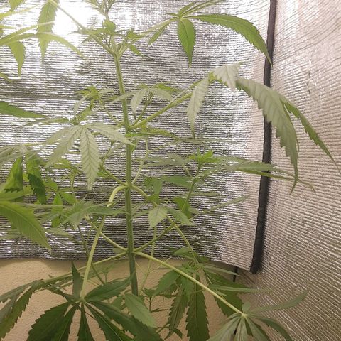 Genética desconocida growlog timeline photo