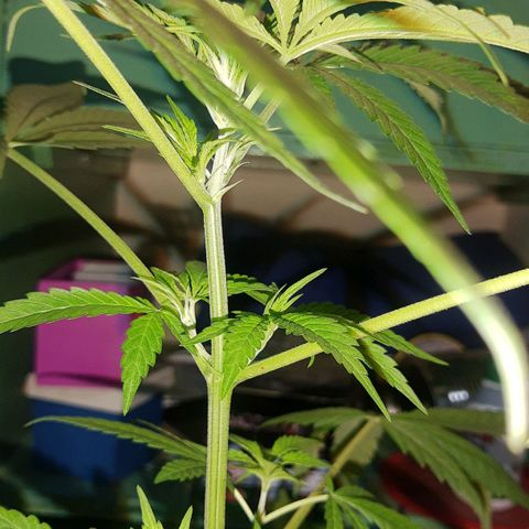 Genética desconocida growlog timeline photo