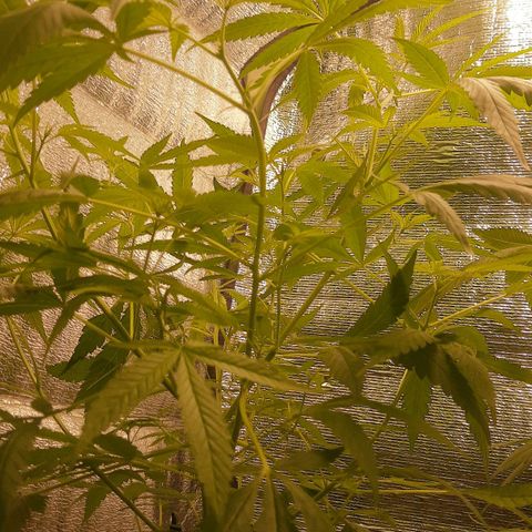 Genética desconocida growlog timeline photo