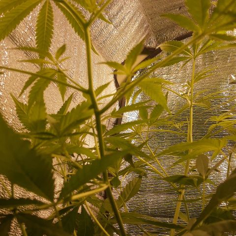 Genética desconocida growlog timeline photo