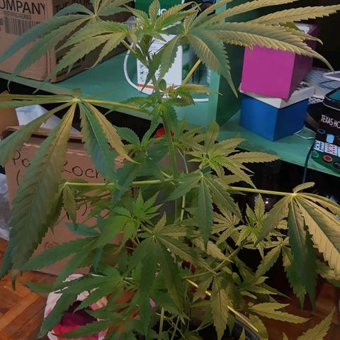 Genética desconocida growlog timeline photo
