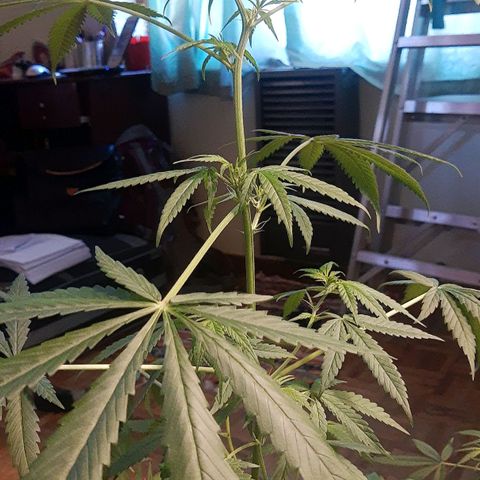 Genética desconocida growlog timeline photo